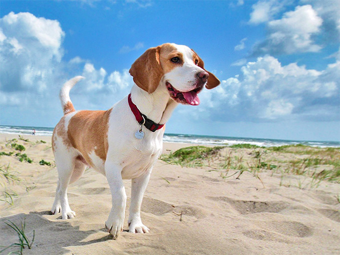Beagle