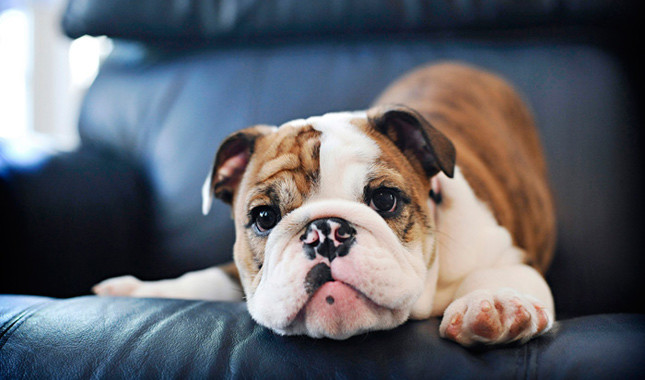 Bulldog