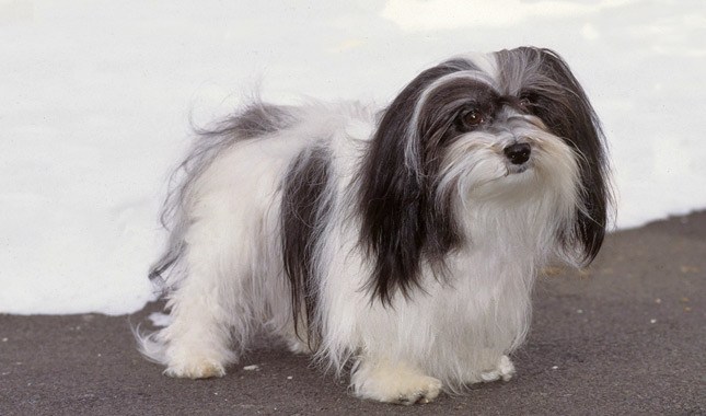 Havanese