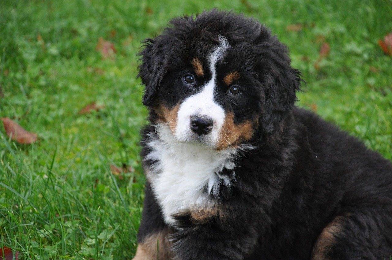 Bernese