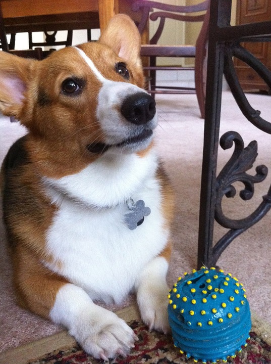 Corgi