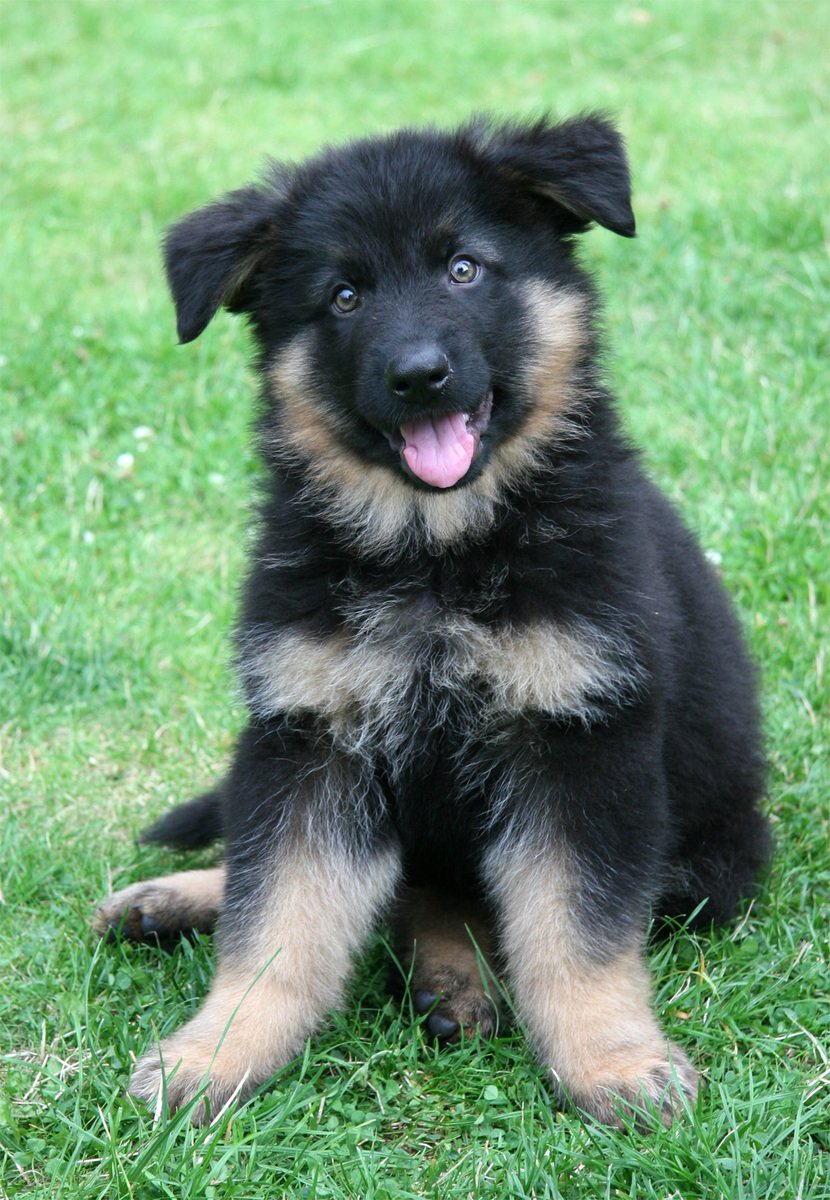 German Shepherd