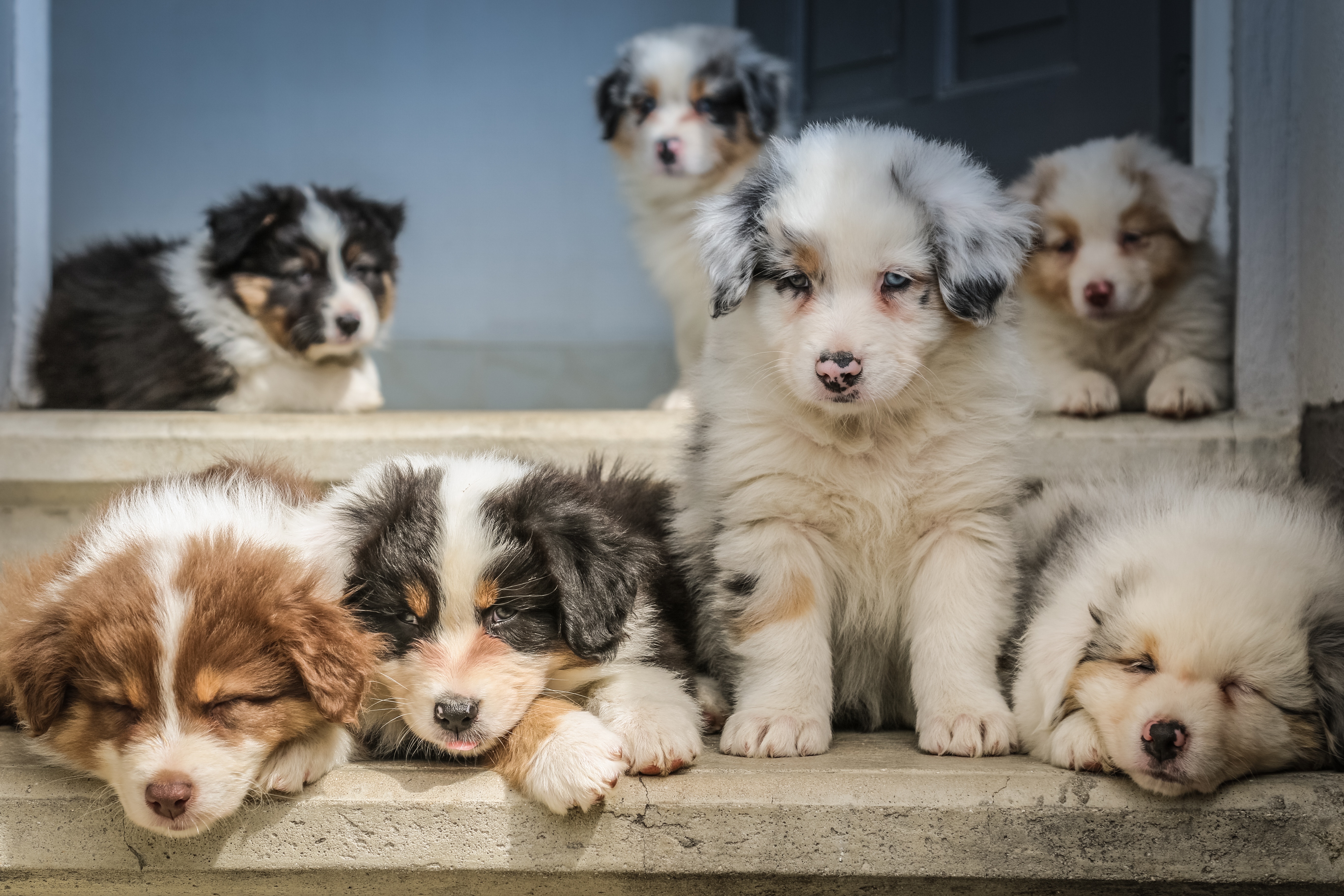 Miniature American Shepherd